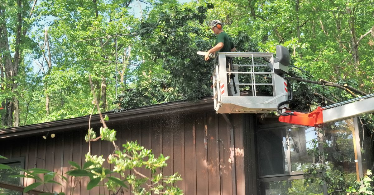 Professional tree care company cutting down a tree