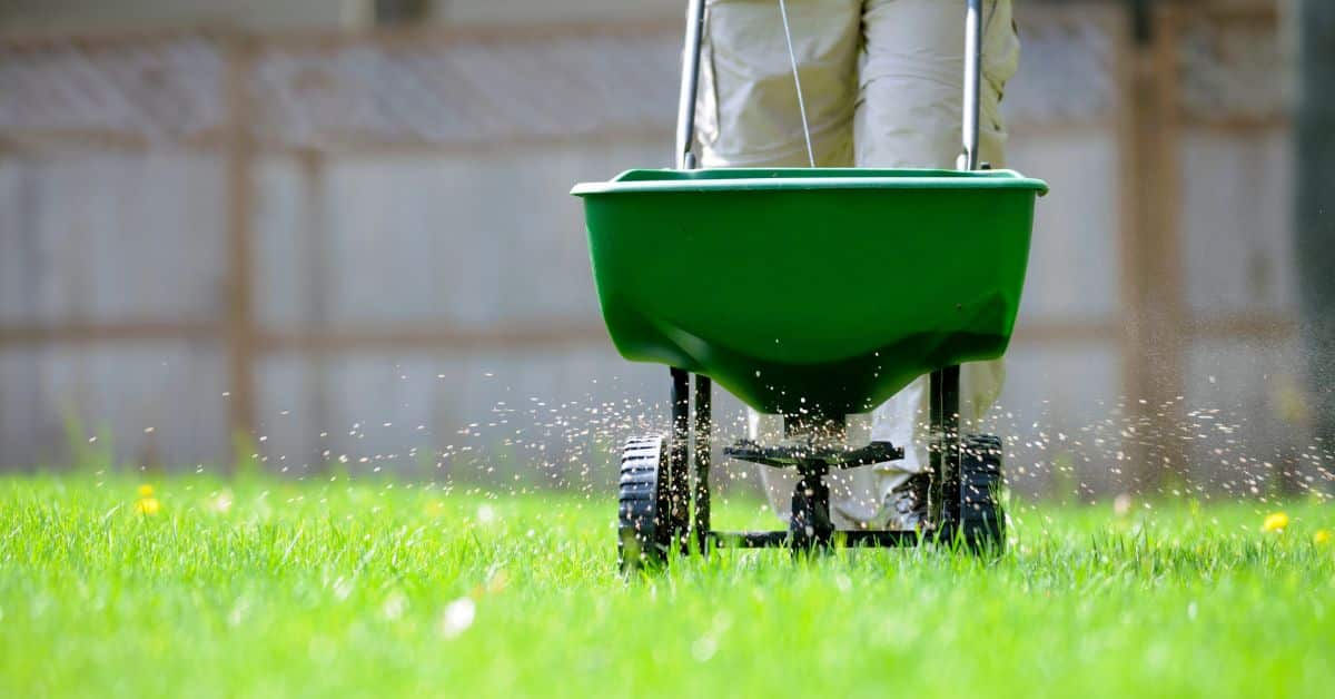 someone pushing a lawn fertilizer spreader