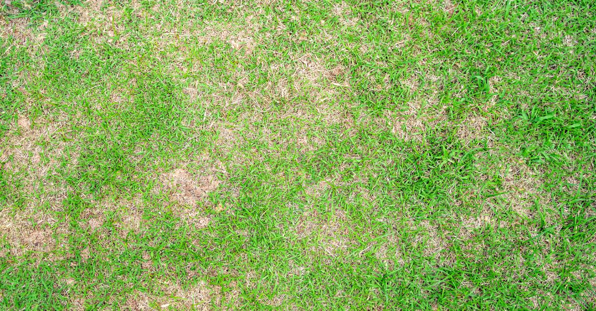 Lawn with brown patches